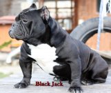 American bully exotic kan USA import fedez