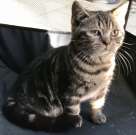 Brit rövid szőrű törzskönyves kandúr cica