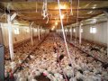 Csirke farm  1400 euró
