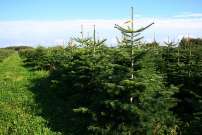 Eladásra kínálunk fenyőfákat normand vágott fenyőket karácsonyfa