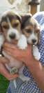 Eladó beagle kiskutyák
