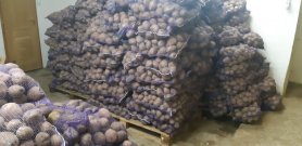 Eladó Étkezési Burgonya 15 kg kiszerelésben Folyamatos kiszolgálás