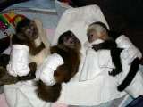 Eladó mókusmajomok kapucinusmajmok pókmajmok csimpánzok és mormókák
