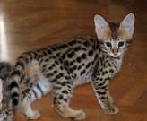 Exotic kittens for sale