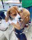 Gyönyörű beagle fajta kölykök