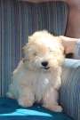 Havanese  bichon puppy