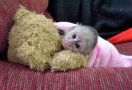 Imádnivaló kapucinus majmok