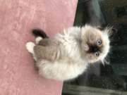 Imádnivaló kis szent birma típusú cica
