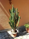 Kaktusz es aloe vera