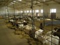 Kecske farm  1400 1600 euró