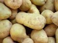 Krumpli válogatás és csomagolás  Németországban 1500 1700 euró
