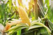 Kukorica felvásárlás