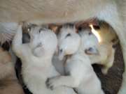 Labrador kiskutyák
