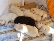 Labrador kutyakolykok