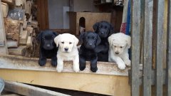 Labrador Retriever minőségi kiskutyák