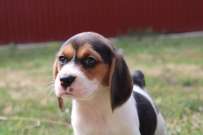 Minőség beagle kutyusok