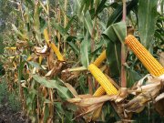 PK004 Organikus Kukorica előrendelési AkciÓ  A nemesítés új iránya