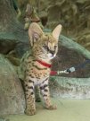 Serval kittens wanted