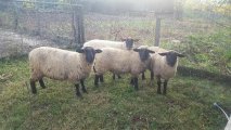 Suffolk bárány és berbécs