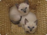 Sziámi kék kiscicák