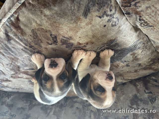 Beagle kis kutya Beagle kis kutya