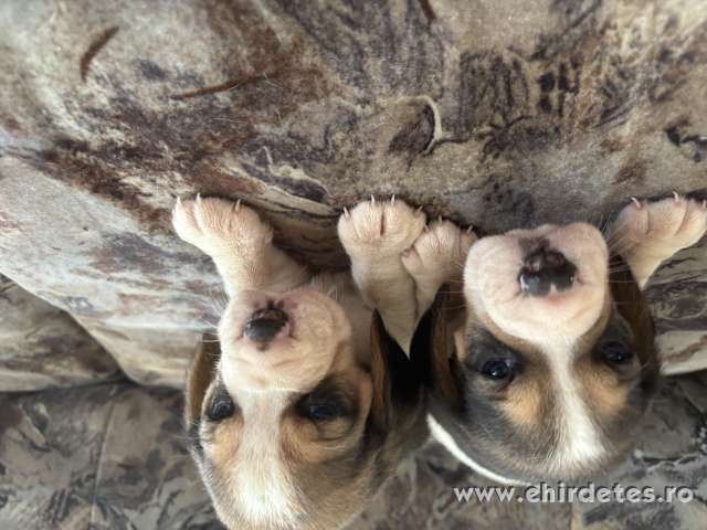 Beagle kis kutya Beagle kis kutya