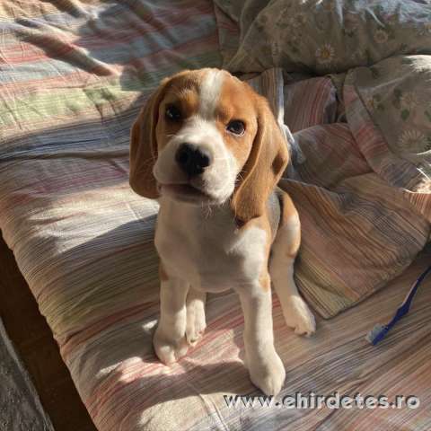 Beagle lof kiskutya éves három hónapos fajtatiszta