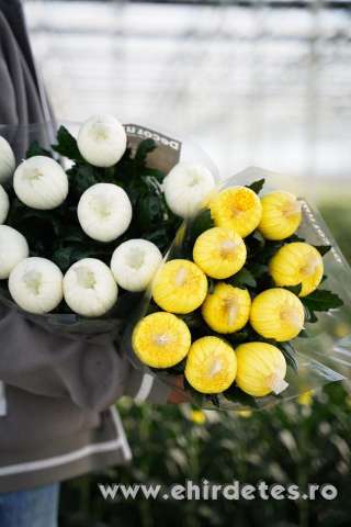 Betanított mezőgazdasági munka virágszedés csomagolás Hollandia