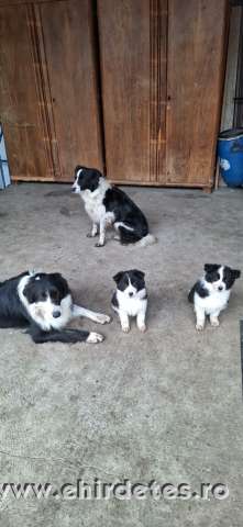 Border collie lány kölyök eladó Border collie lány kölyök eladó