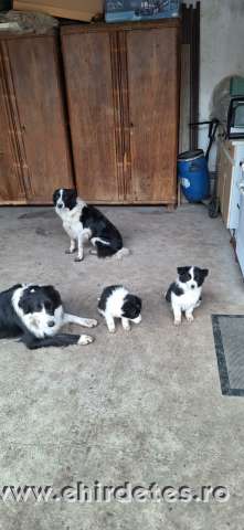 Border collie lány kölyök eladó Border collie lány kölyök eladó