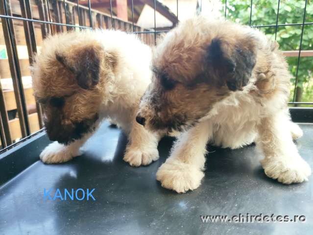 Drótszőrű foxterrier kiskutyák eladók Drótszőrű foxterrier kiskutyák eladók