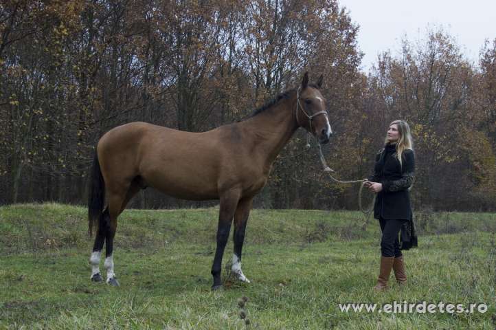 akhal teke eladó lakás