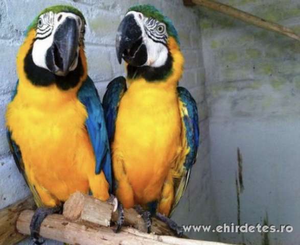jácint ara papagájok háziállat - madár