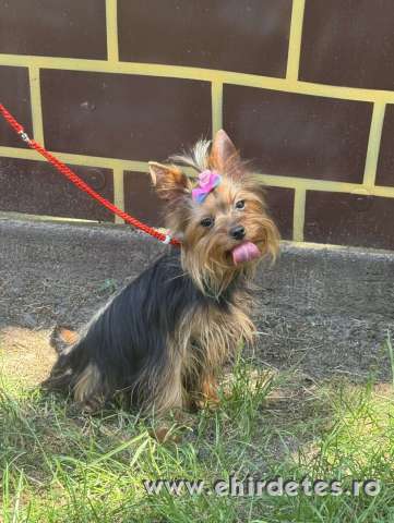 FCI törzskönyves 15hónapos yorkshire terrier lány FCI törzskönyves 15hónapos yorkshire terrier lány