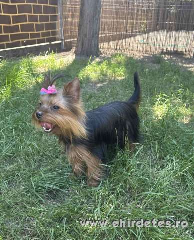 FCI törzskönyves 15hónapos yorkshire terrier lány FCI törzskönyves 15hónapos yorkshire terrier lány