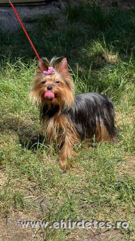 FCI törzskönyves 15hónapos yorkshire terrier lány FCI törzskönyves 15hónapos yorkshire terrier lány