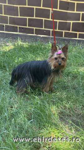 FCI törzskönyves 15hónapos yorkshire terrier lány FCI törzskönyves 15hónapos yorkshire terrier lány
