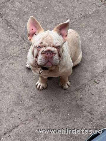 Francia Bulldog lila platina big rope fluffy hordozó kan Francia Bulldog lila platina big rope fluffy hordozó kan