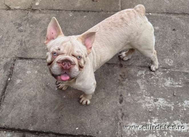 Francia Bulldog lila platina big rope fluffy hordozó kan Francia Bulldog lila platina big rope fluffy hordozó kan