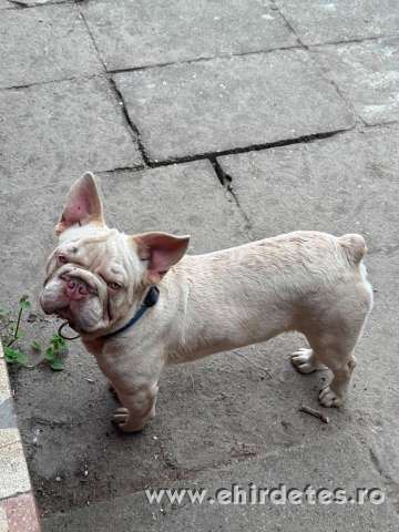 Francia Bulldog lila platina big rope fluffy hordozó kan Francia Bulldog lila platina big rope fluffy hordozó kan