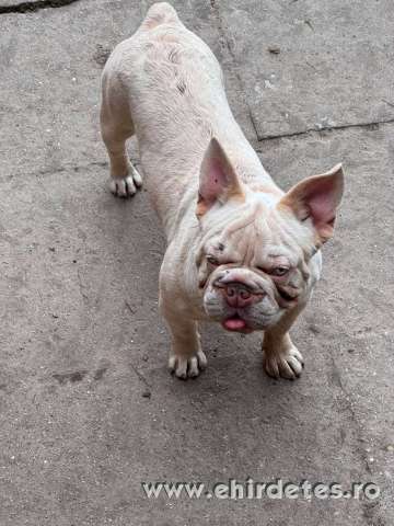 Francia Bulldog lila platina big rope fluffy hordozó kan Francia Bulldog lila platina big rope fluffy hordozó kan