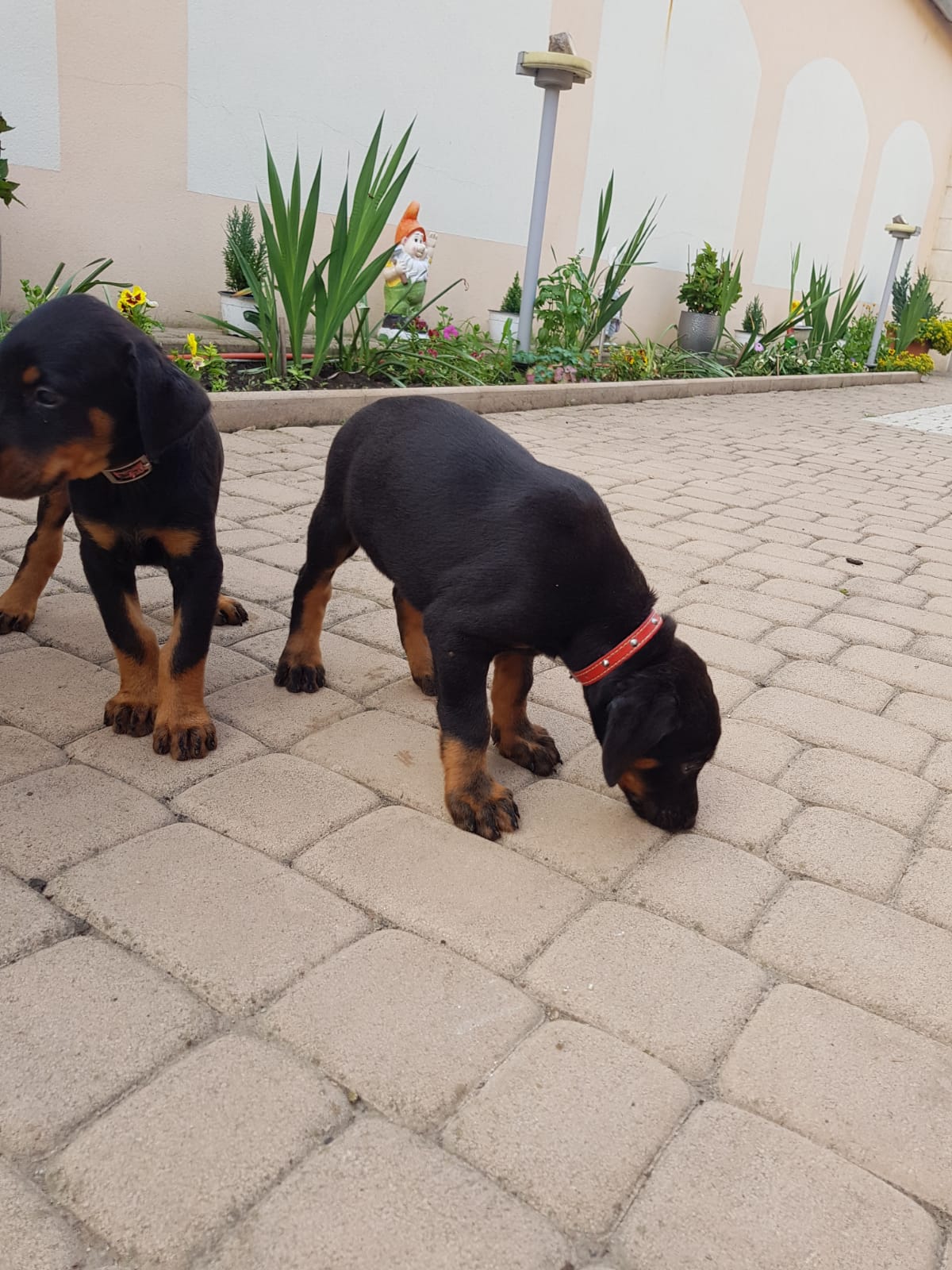 Gazdát cserélne dobermann kiskutyabeoltva féregtelenítvehárom 12 hetes Gazdát cserélne dobermann kiskutyabeoltva féregtelenítvehárom 12 hetes