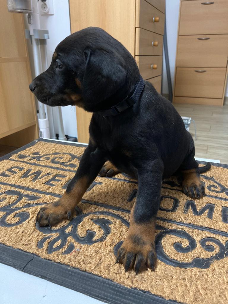Gazdát cserélne dobermann kiskutyabeoltva féregtelenítvehárom 12 hetes Gazdát cserélne dobermann kiskutyabeoltva féregtelenítvehárom 12 hetes