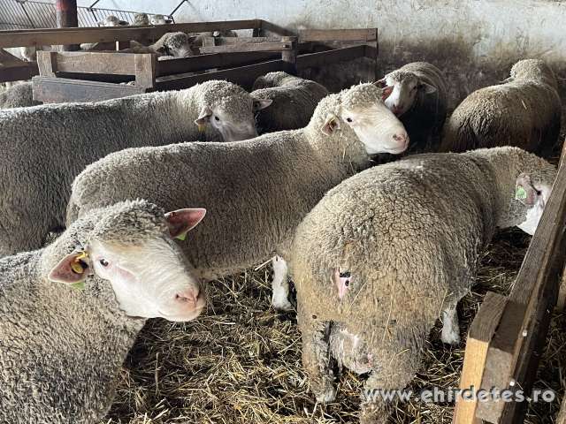 Ile de france kosok eladók Ile de france kosok eladók