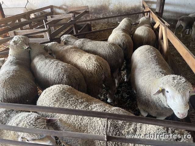 Ile de france kosok eladók Ile de france kosok eladók