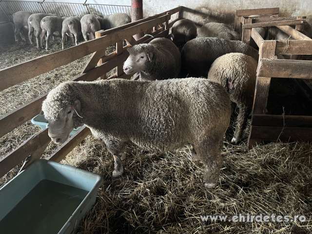 Ile de france kosok eladók Ile de france kosok eladók