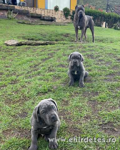 Imádnivaló Cane Corso kölykök örökbefogadásra Imádnivaló Cane Corso kölykök örökbefogadásra