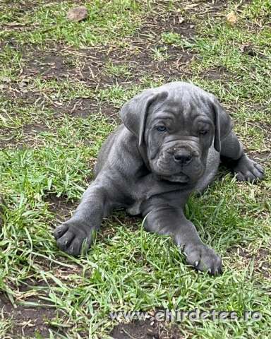 Imádnivaló Cane Corso kölykök örökbefogadásra Imádnivaló Cane Corso kölykök örökbefogadásra