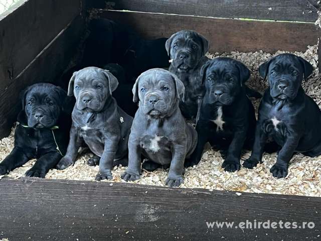 Imádnivaló Cane Corso kölykök örökbefogadásra Imádnivaló Cane Corso kölykök örökbefogadásra