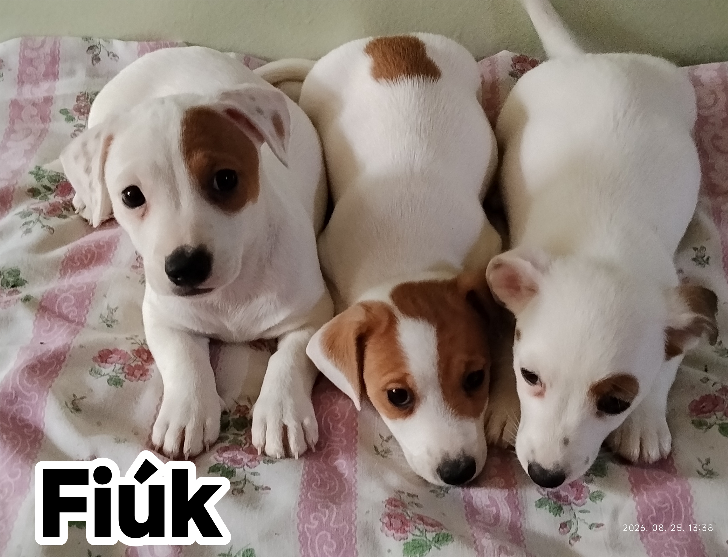 Jack Russel terrier szuka kiskutya Jack Russel terrier szuka kiskutya
